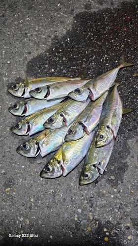 アジの釣果