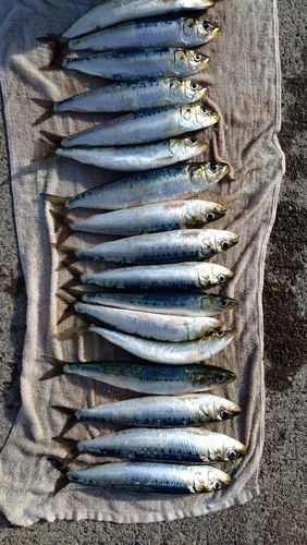マイワシの釣果