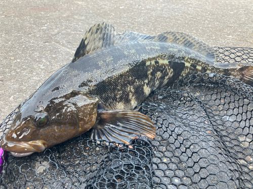 アイナメの釣果
