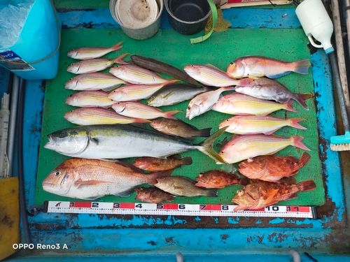 マダイの釣果