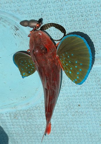 ホウボウの釣果