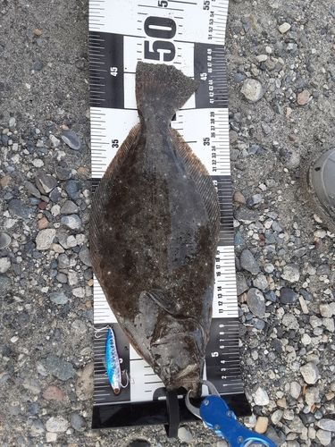 ヒラメの釣果