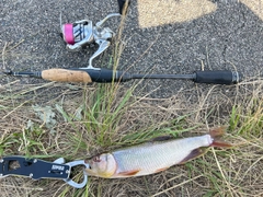 ハスの釣果