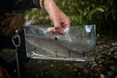 イワナの釣果