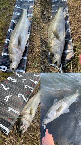 シーバスの釣果
