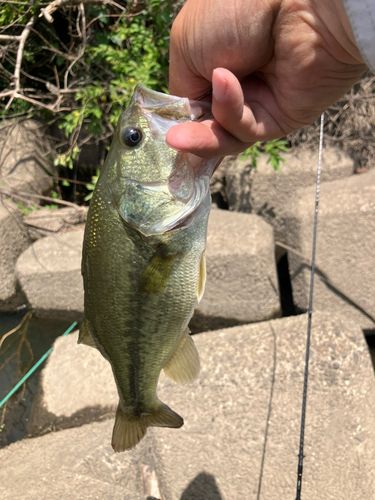 ラージマウスバスの釣果