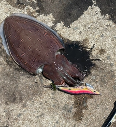 コウイカの釣果