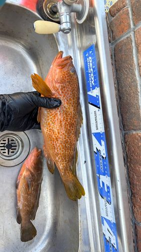 アコウの釣果