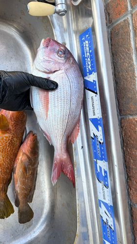 マダイの釣果