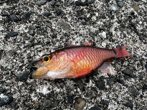 クロホシイシモチの釣果