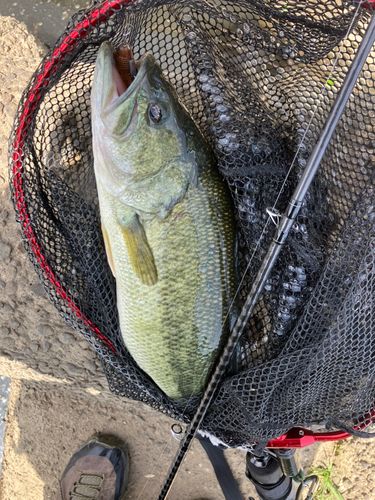 ラージマウスバスの釣果