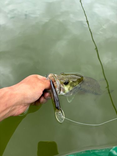 ラージマウスバスの釣果