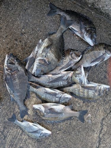 チヌの釣果