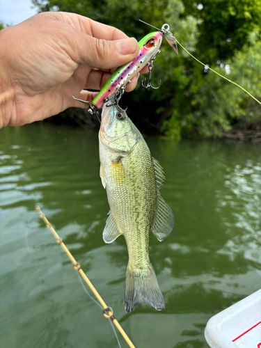 ラージマウスバスの釣果