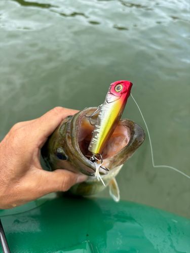 ラージマウスバスの釣果