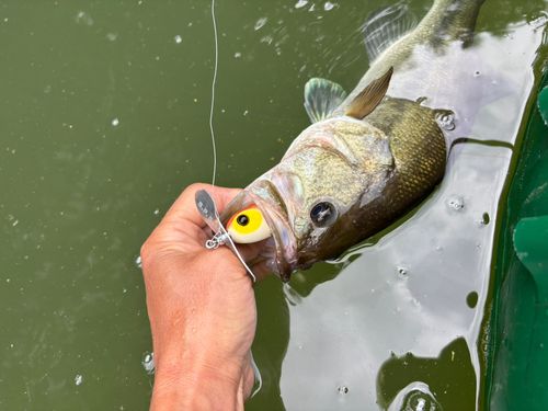 ラージマウスバスの釣果
