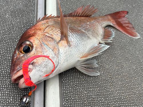 マダイの釣果