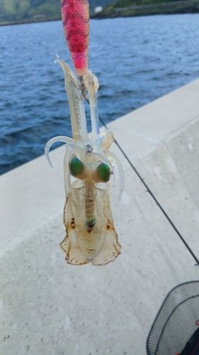 イカの釣果