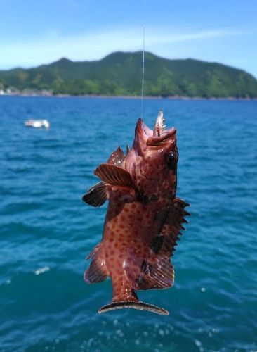 キジハタの釣果
