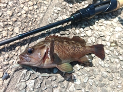 エゾメバルの釣果