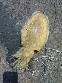 モンゴウイカの釣果