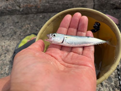 サバの釣果