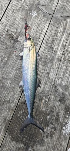 サゴシの釣果