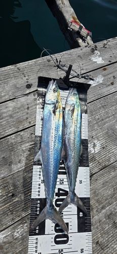 サゴシの釣果