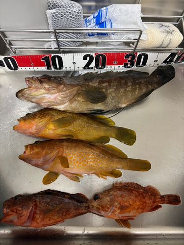 クエの釣果