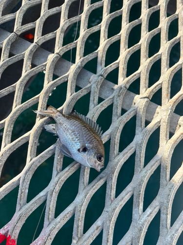 スズメダイの釣果