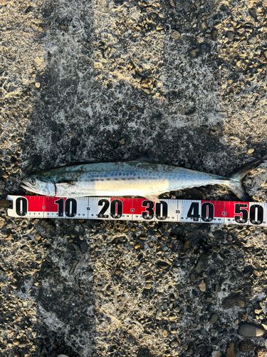 サゴシの釣果