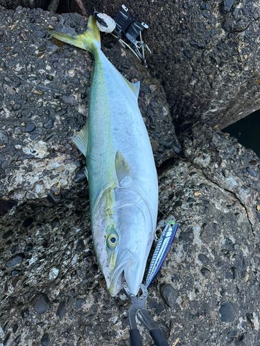 ブリの釣果