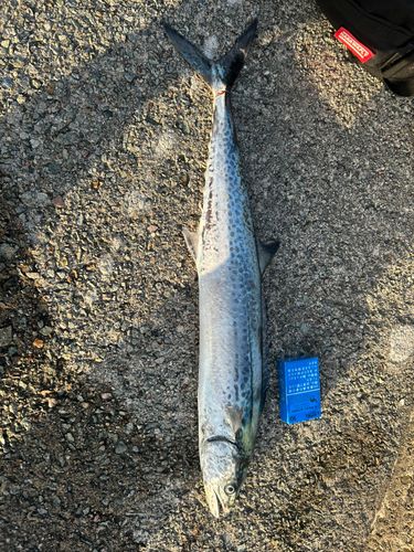 サワラの釣果