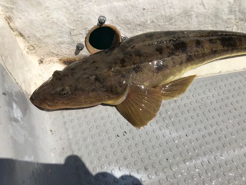 マゴチの釣果
