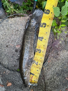 ライギョの釣果