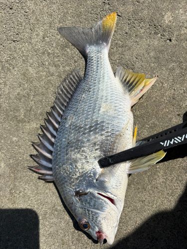 キビレの釣果