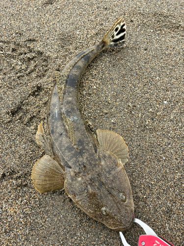 マゴチの釣果