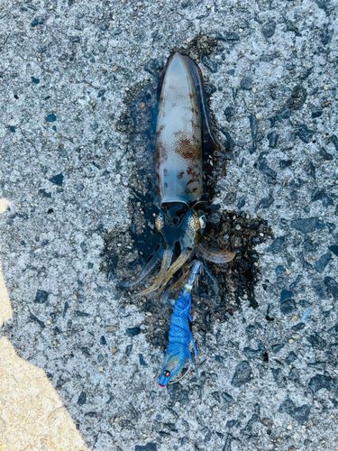 イカの釣果