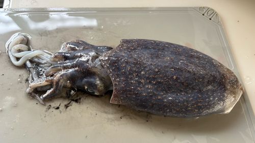 シリヤケイカの釣果