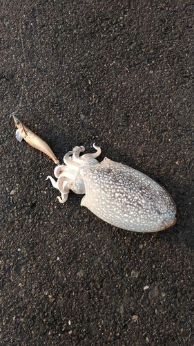 シリヤケイカの釣果
