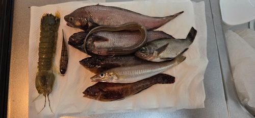 ドンコの釣果