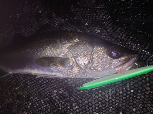 フッコ（マルスズキ）の釣果