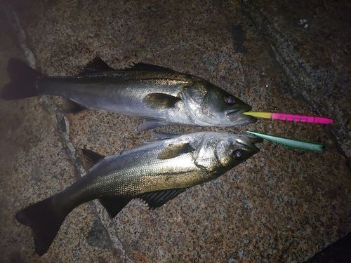 フッコ（マルスズキ）の釣果