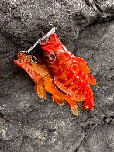 アカハタの釣果