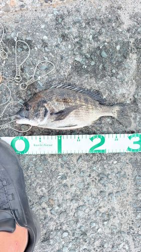 チヌの釣果