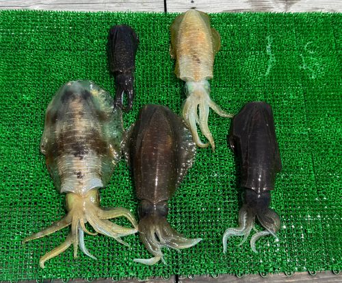 アオリイカの釣果