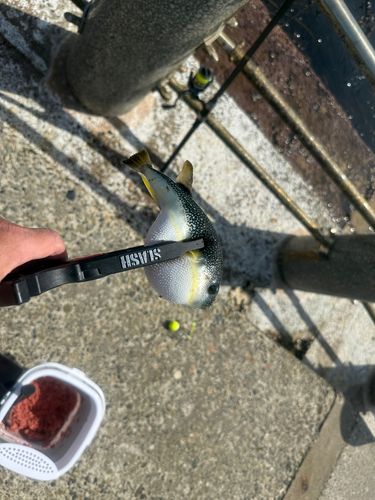 クサフグの釣果