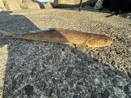 エソの釣果