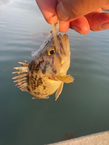 ソイの釣果
