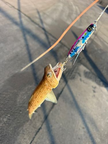 エソの釣果
